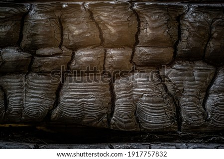 blurry shallow depth of field, texture, background, pattern, design, wood after a fire, fire created an intricate pattern