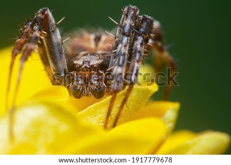 close shot of the Male Neoscona spider
