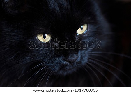 A close up portrait of a black furry cat
