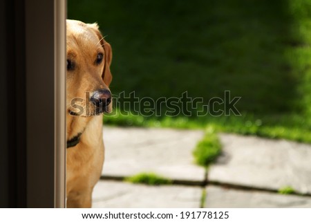 A shot of a dog looking round corner
