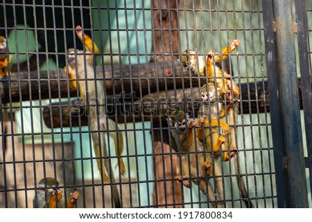 Monkeys in a cage in a zoo.