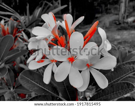 White, red plumeria flowers blooming, with a bud in the garden, and have dewdrop on blossom, by vintage, retro picture concept.