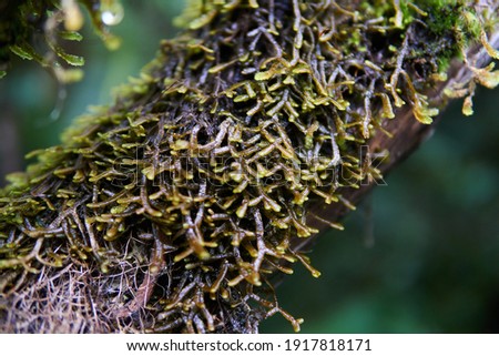 A macro shot of a branch covered with moss, South Island, New Zealand, Glacier Fox