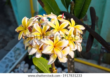 White and yellow frangipani flowers with natural background
