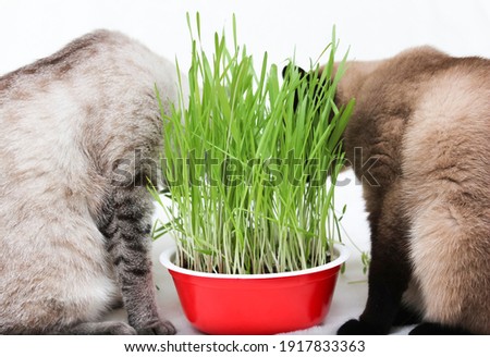 Two cats eat grass. Green grass for cat food, pet care.