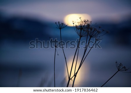 Winter cold twilight at Trondheim fjord with plant silhouette, closeup 