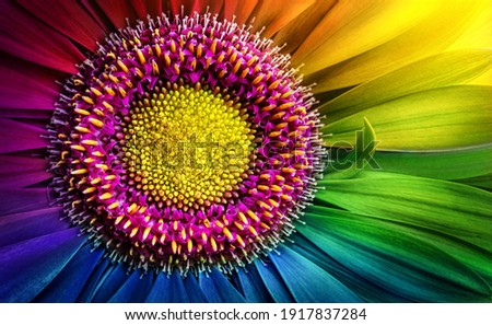 Gerbera flower close up. Macro photography. LGBT colors Gerbera Flower. Natural romantic conceptual floral multicolored macro background. Royalty-Free Stock Photo #1917837284
