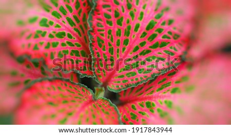 Plant with green red leaves blurred abstract background horizontal image defocus selective soft focus free space for text macrophotography of nature