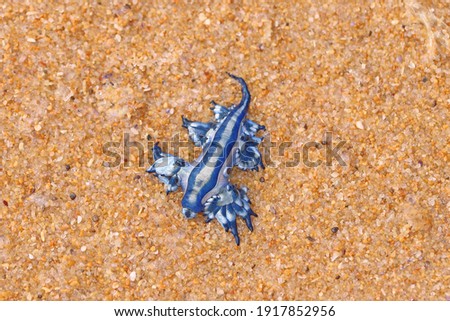 Blue dragon stinger washed up on the beach