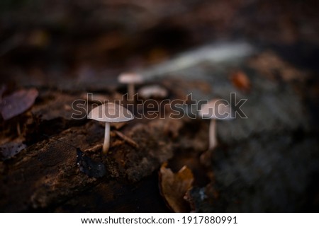 a single small mushroom in the forest during fall season