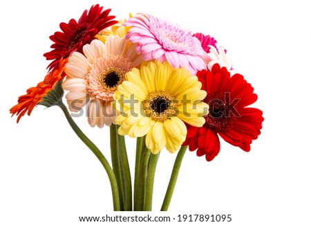 gerbera bouquet isolated on white background 