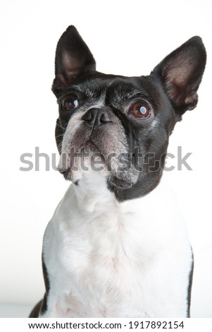Boston Terrier Studio Portrait on White Background