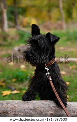 Small black dog with a collar. pretty dog. black Yorkshire terrier. Dog portrait