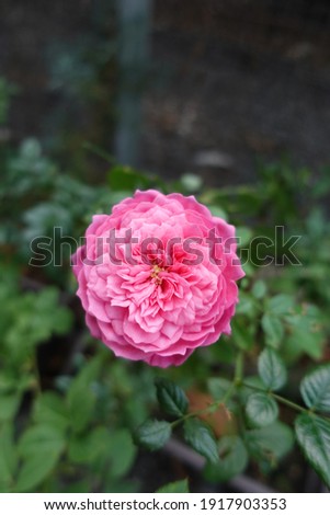 Garden rose, pink rose, close up in spring