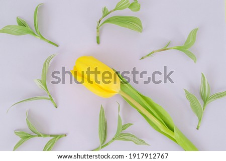 Flatlay one yellow tulip lies on a light background with many green shoots of tradescantia. Concept-flowers, International Women's Day, congratulations on the birthday.Copy space.Close up.Soft focus.