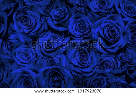 blue roses  isolated on a black background. I love you. Royalty-Free Stock Photo #1917923078