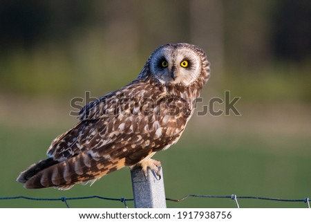 Short eared owl sitting on a pole
