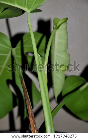 monstera growing new leaf in dark mood