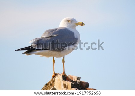 Real photo of Yellow-legged Gull at seacoast
