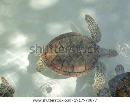 Photos taken of a turtle moving in the water