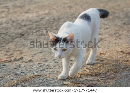 A white cat with black stripes on its head and body walking on the ground.