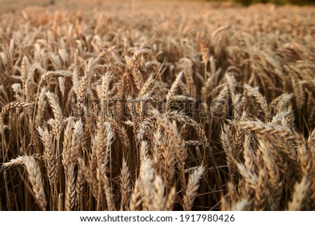 Close-up picture of beautiful wheat stalks, growing in countryside. Agricultural rural background. Ecological food production. Natural field landscape in summer.