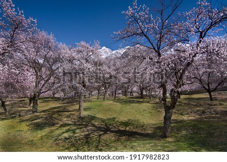 landscape photography of blossom in gilgit Baltistan in Karakorum range 