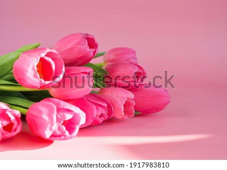 Pink tulips in pastel coral shades on pink background, close-up. Fresh spring flowers with soft sunlight for horizontal flower poster, wallpaper or holiday card. Spring banner. Copy space