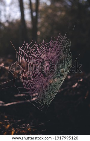 the colors of the rainbow seen in the spider's web adorned with drops of water in spring season at sunrise Royalty-Free Stock Photo #1917995120