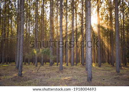 Sunrise through the pine woods