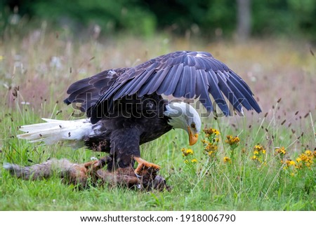 Bald eagle or American eagle (Haliaeetus leucocephalus) in a field with summer flowers eating a red fox in the Netherlands