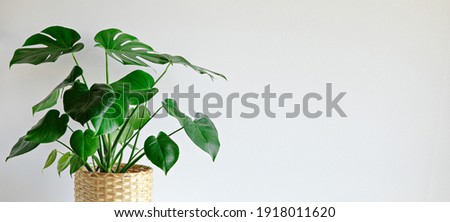 Monstera plant indoor on white wall background Royalty-Free Stock Photo #1918011620