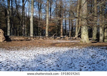 A winter photo of a beech forest. Picture from Lund, southern Sweden Royalty-Free Stock Photo #1918019261