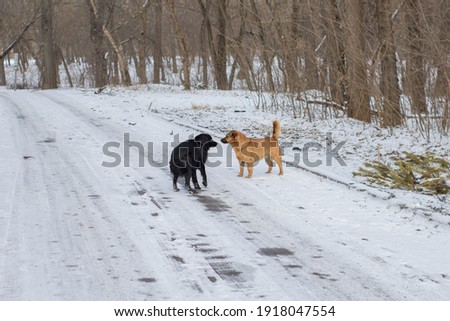 Black and red dogs look at each other on the street in winter 