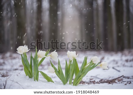Delicate flowers of white tulips in a meadow in the snow during a snowfall. Variability of spring weather.