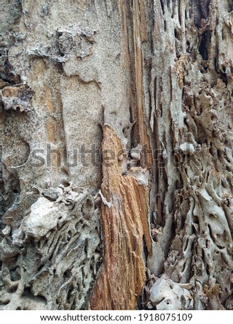 a photo of part of an old tree