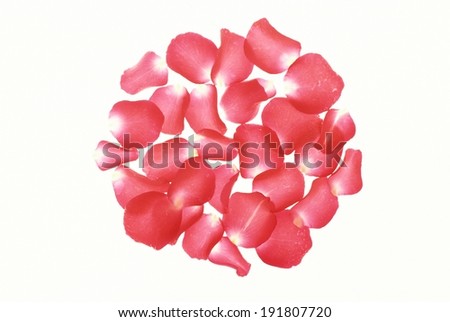 The image of beautiful flower and petals