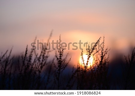 Colorful nature sunset or sunrise background. Silhouette of tree or grass branches and leaves on the field during dusk. Twilight beautiful scenic landscape wallpaper. Natural evening backdrop. Royalty-Free Stock Photo #1918086824