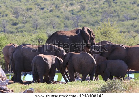 Huge elephant matriarch and family drinking water in a water hole, at Madikwe Reserve, South Africa.