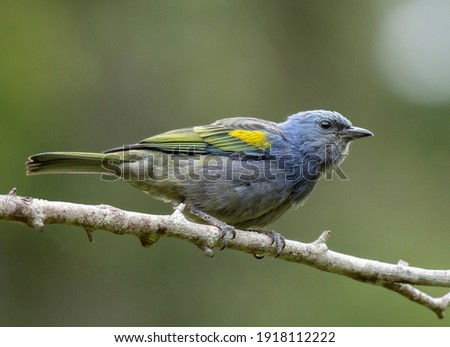 Beatufil and colorful Golden-chevroned Tanager, in Brazil known as Sanhaçu-de-encontro-amarelo, at Atlantic forest in Rio de Janeiro.