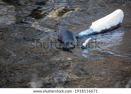 Eurasian otters, lutra lutra, in a river during winter with snow on bank and branches, taken in scotland.