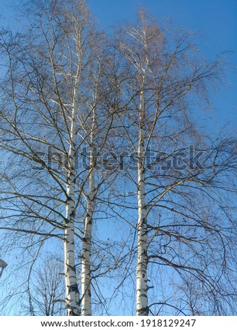 Tall birches in a snowy park
