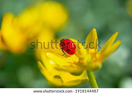 Ladybug on the Blooming yellow crocus flower in the spring forest. First spring flowers close-up. Nature background. Royalty-Free Stock Photo #1918144487