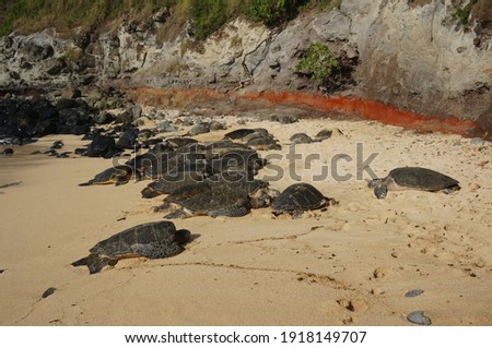 turtles resting on the sandy beach on the background of the rocks