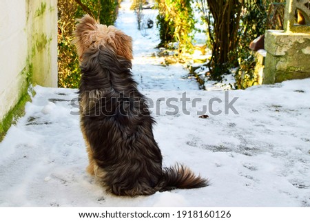 Closeup of backside small chihuahua mixed yorkshire terrier sitting on the snow and looking something in the garden, look like very happy and relaxing in life. Dog outdoor and lifestyle concept.