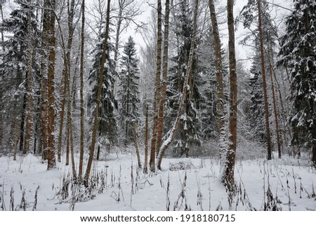Winter landscape in the forest.Snow lies on tree branches.