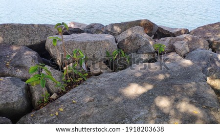 Rocks next to the Tai Po New Territories River in Hong Kong