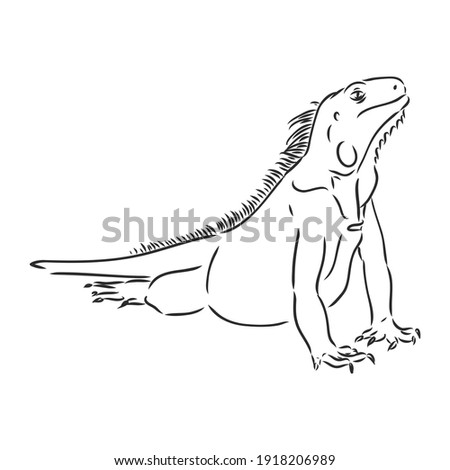 Lizard iguana isolated. Black and white reptile. Vector illustration. Hand drawing realistic. Vintage engraving of wildlife. iguana vector sketch on a white background
