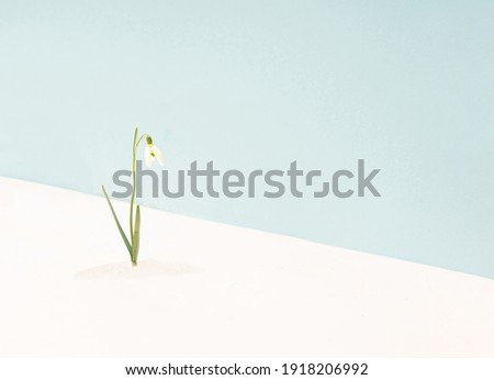 Minimal abstract image of fresh natural snowdrop flower blooming in winter and announcing spring. Discrete snowflakes beneath the white flower. Bright pastel blue and champagne colors split back