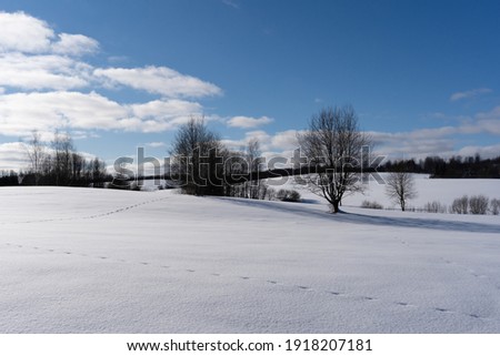 White snowy Latvian landscape in winter where you can see a large field that has reached with deep white fluffy snow and behind it are various trees and above the wood is a blue sky with the sun.